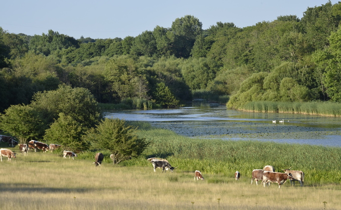 Knepp's 'wild beef' herd