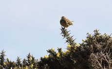 Farmers urged to help songbirds through winter 'hungry gap'