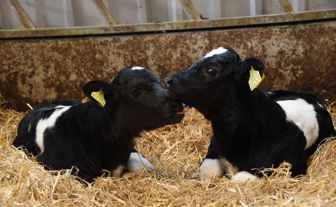 Overhaul of calf rearing after Mycoplasma bovis causes spike in mortality