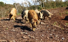 National Trust brings in livestock to boost wildlife and nature