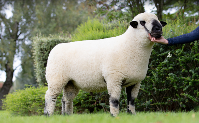 Seawell shearling ram which sold for 2,500gns