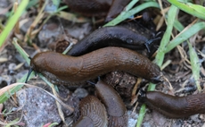 Five top tips to tackle serious slug threat