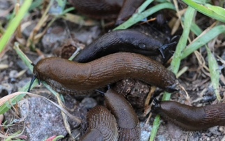 Slug populations have increased significantly over the summer