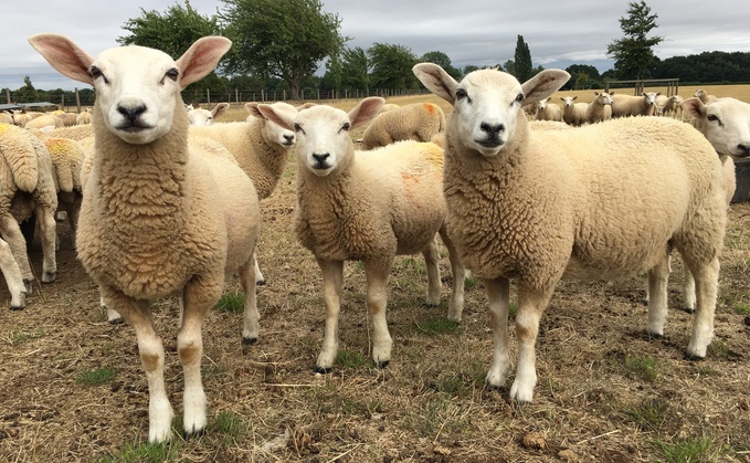 Wormer resistance threatens future of sheep farming