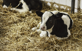 Farmers are being urged to sign up to the Cattle Well-being Pledge