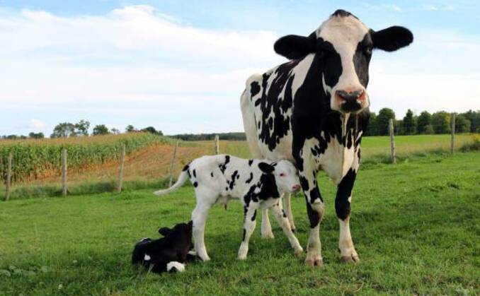 Maximise grassland productivity to offset higher fertiliser costs