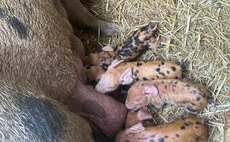 Jeremy Clarkson welcomes new piglets at Diddly Squat Farm