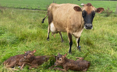 Jersey heifer triplets born on Shropshire farm