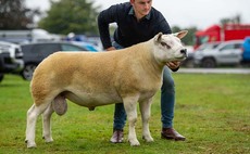 Record average and high of 52,000 at Kelso ram sales