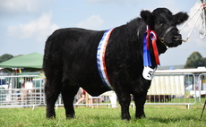 Welsh Black reigns champion at Kington show  