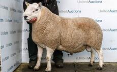 North Country Cheviot Hill ram record of 24,000 set at Lairg