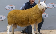 North Country Cheviot Park ram record smashed at 15,000