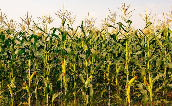 Attention to detail essential for high quality maize silage