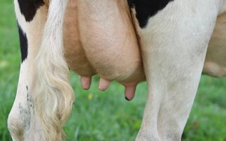 Managing mastitis effectively with Mastatest 