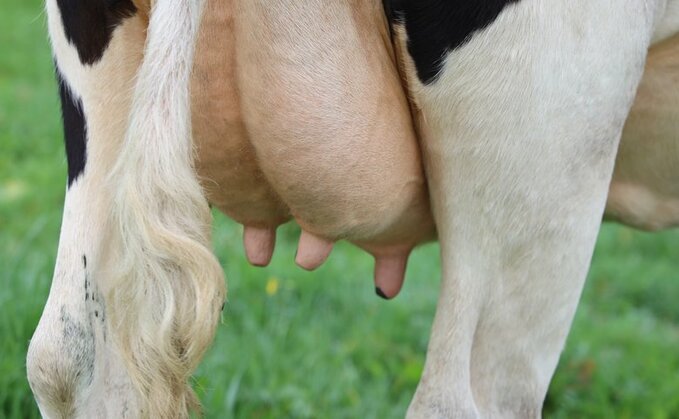 Managing mastitis effectively with Mastatest 