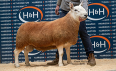 North Country Cheviot Park rams top at £12,000