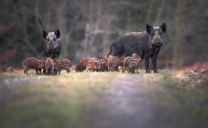 Pig prices see biggest drop since January