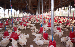 Nigerian poultry industry facing collapse