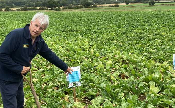 Keep an eye on beet disease development