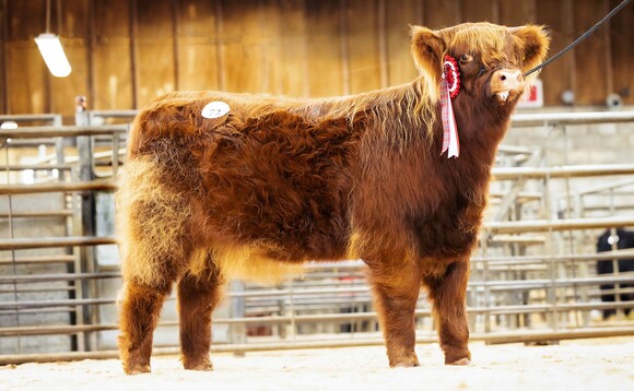 Highland calf sets new record at Oban