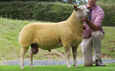 Boyo flock tops Charollais premier sale at 24,000gns