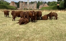 Lincoln Reds tick all the boxes for National Trust tenanted farm