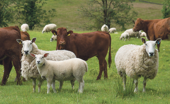 Farmers urged to be vigilant for new strain of bluetongue virus