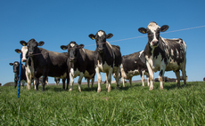 What is a rotational grazing strategy? Find the right fit for your farm