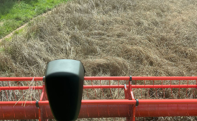 A view of Richard’s Payne’s damaged wheat at his farm