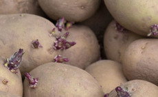 UK Government must bolster efforts to unlock seed potato trade, says union