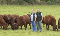 Red Devon breed goes global