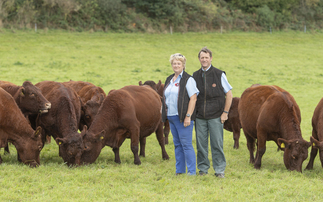 Red Devon breed goes global