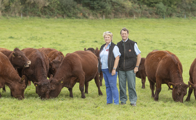 Red Devon breed goes global