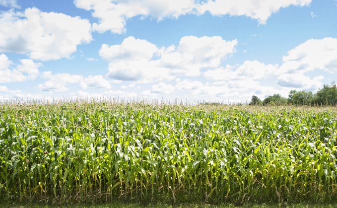 Partner Insight: Hidden cost of maize harvest mistakes