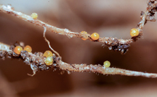 Potato industry forum aims to deliver a joined-up approach to tackling potato cyst nematode