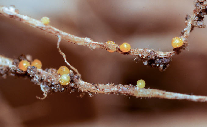 Potato industry forum aims to deliver a joined-up approach to tackling potato cyst nematode