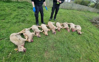 Jedburgh farmer Robert Whittaker said he was saddened by the attack on his pedigree Charollais sheep by a dog in May which left them with 'horrific damage'