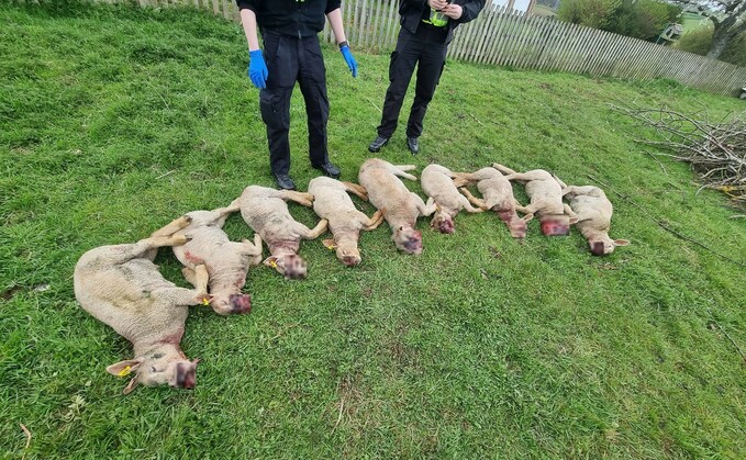 Jedburgh farmer Robert Whittaker said he was saddened by the attack on his pedigree Charollais sheep by a dog in May which left them with 'horrific damage'