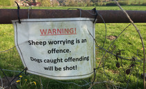 Drone footage captures aftermath of attack after at least 30 sheep were killed by dogs in Warwickshire