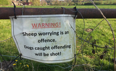 Drone footage captures aftermath of attack after at least 30 sheep were killed by dogs in Warwickshire