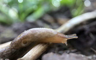 The use of silicon make crops more resilient to slugs and pests