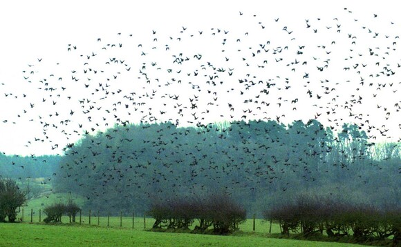 Costal birds pose avian influenza risk for commercial flocks   