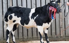 Stars of the Future Calf Show results