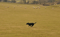 Dog attack leaves ewe and 23 lambs dead