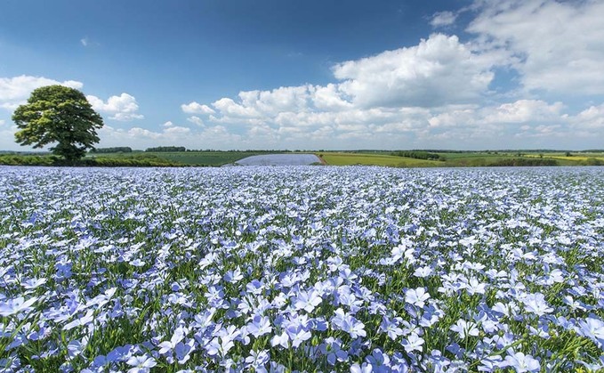 Cover crops' role in soil health