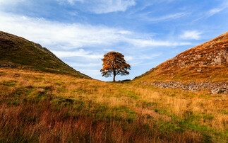 The National Trust has removed a sapling planted as a sign of hope after the Sycamore Gap tree felling