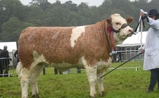 Simmental crowned champion despite downpours at Royal Lancashire Show  