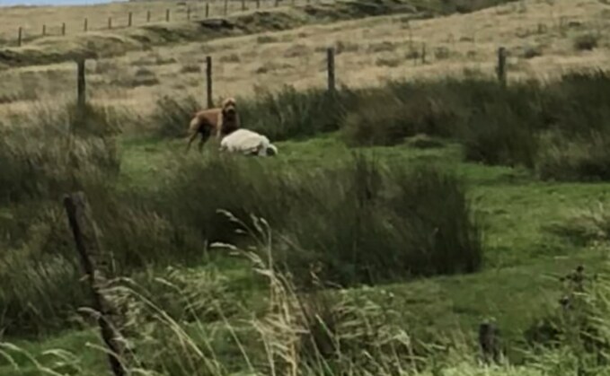 The dog was caught attacking a farmer's sheep which could die from the injuries it sustained (West Yorkshire Police)