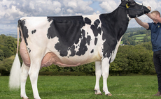 Welsh Sensation sale peaks at 40,000gns