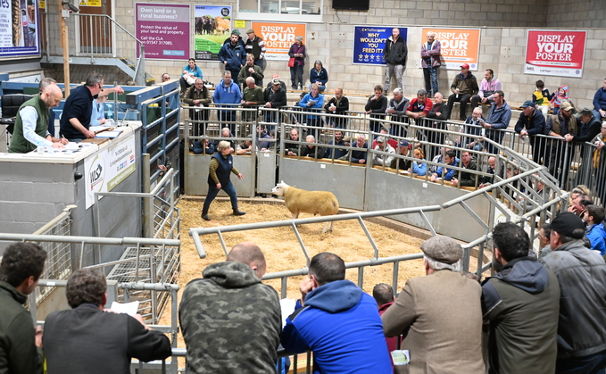 Marts The Heart: Welshpool Multi-breed sale